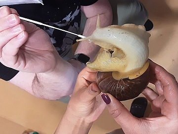 Corona-Test bei den Schnecken im FRÖBEL-Kindergarten Augustastrolche