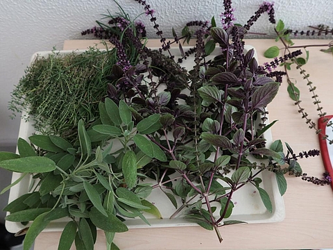 Kräuter aus dem eigenen Kräutergarten